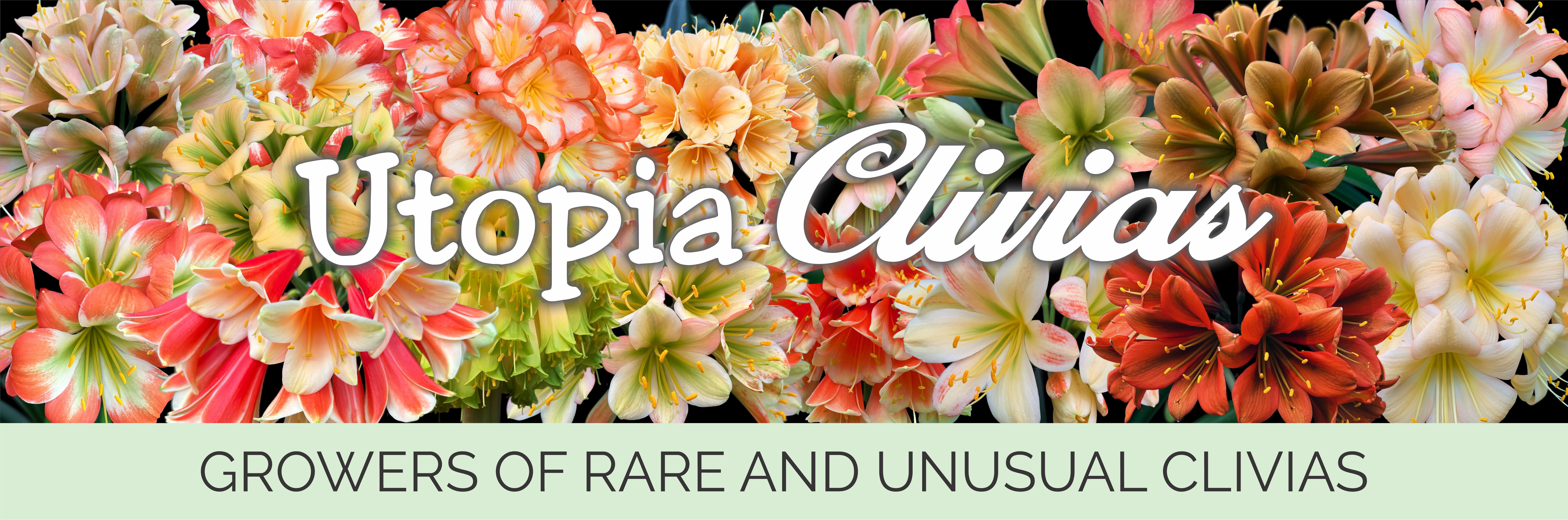 Utopia Clivias