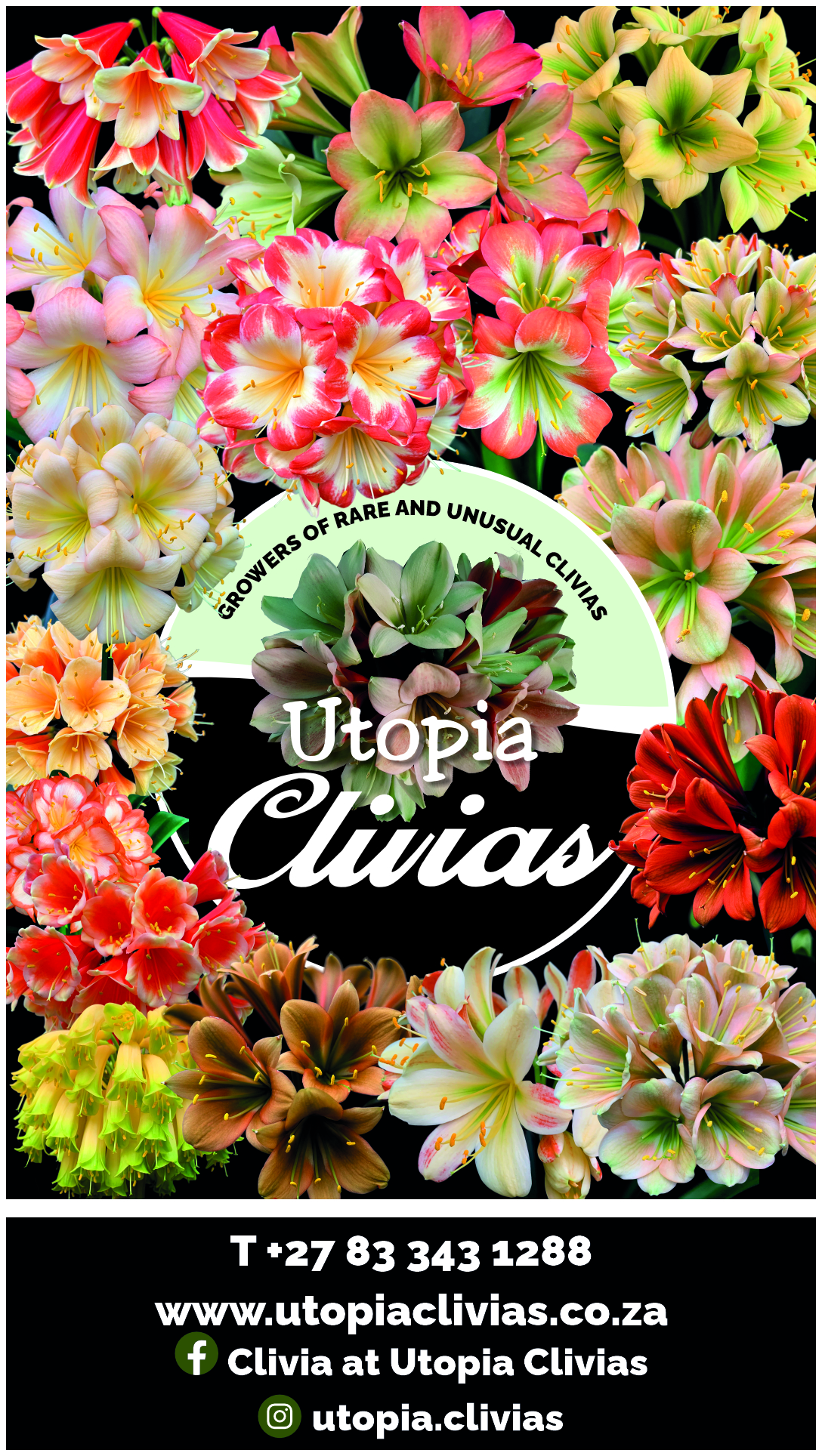 Utopia Clivias