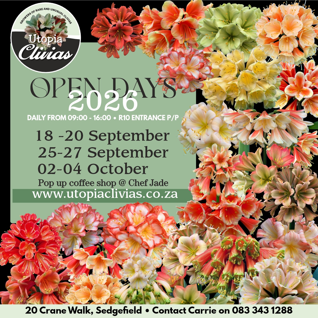 Utopia Clivias