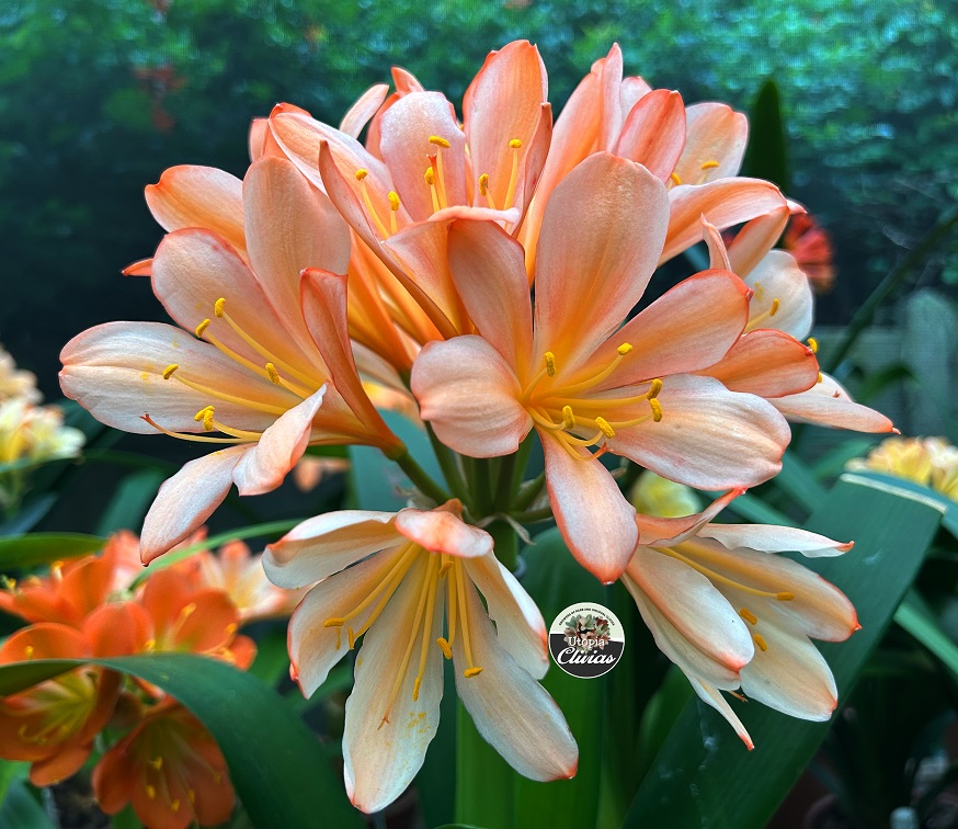 Utopia Clivias
