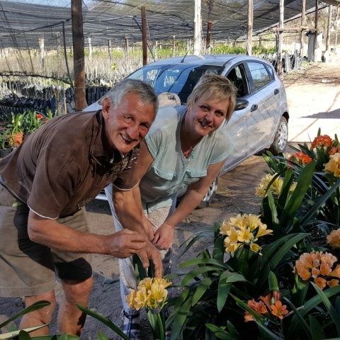 “Visiting Fellow Clivia Breeders: A Season of Inspiration & Friendship”