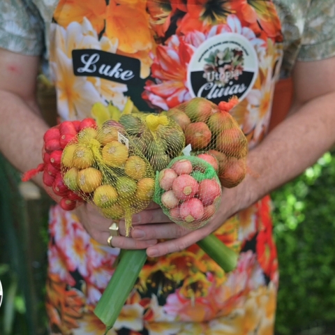 A Look Inside the 2025 Clivia Seed Harvest at Utopia Clivias