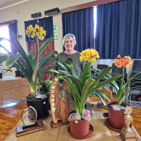 Utopia Clivias Sweeps 2025 GRCC Interspecific Clivia Show