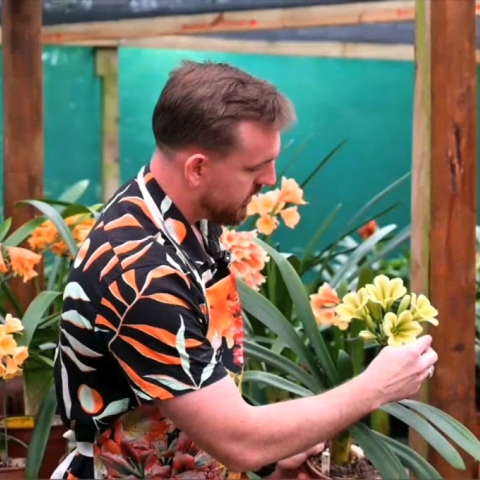 A Remarkable Interspecific Open Day at Utopia Clivias 