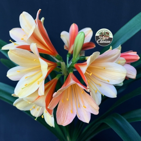 Third Time Lucky — How We Created Exceptional Recurved Versi-Colour Clivias