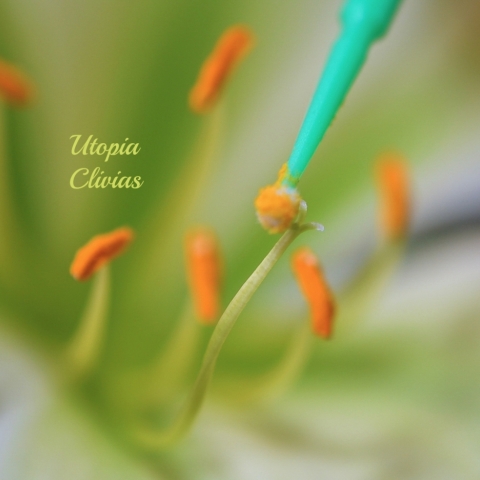Clivia Pollination
