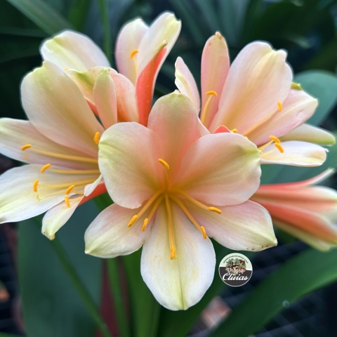 Star Green: The Jewel of Utopia Clivias