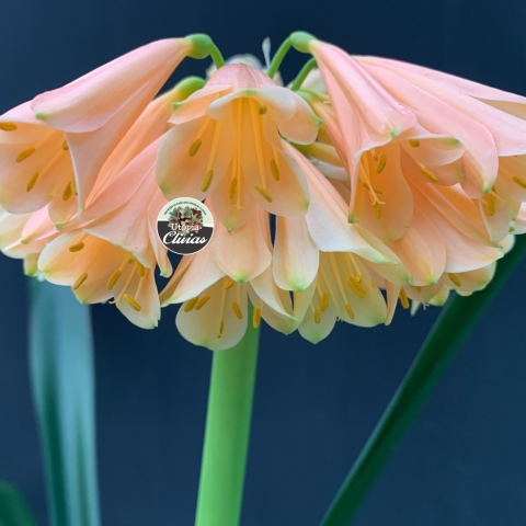 The Peach Blossom Series: The First True Group 1 Peach Interspecific Clivias