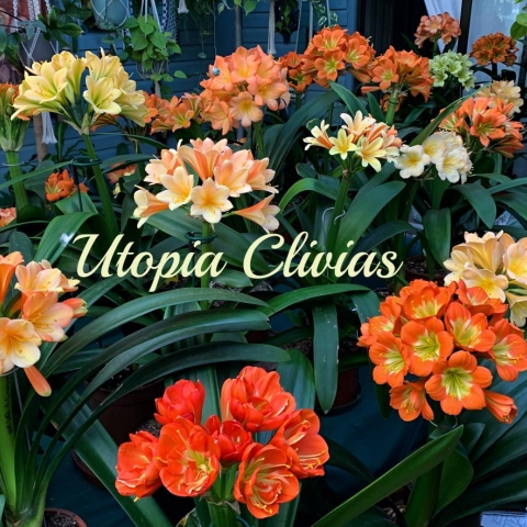 “Annual Open Days at Utopia Clivias – A Blooming Celebration”