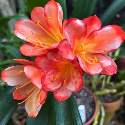 Utopia Clivias