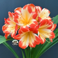 Utopia Clivias
