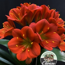 Utopia Clivias