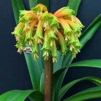Utopia Clivias